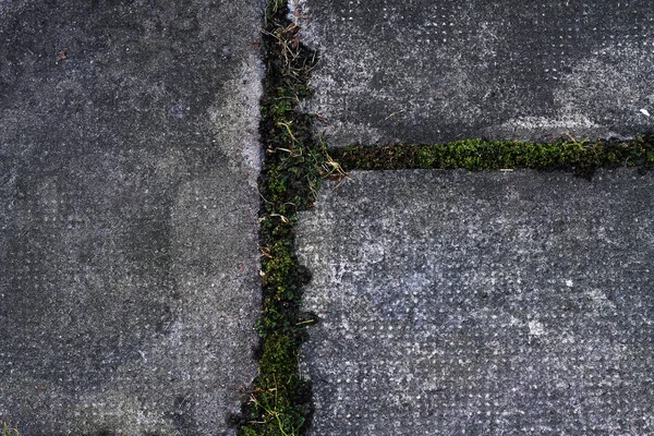 Concrete tile on the sidewalk with grass at the seams — Stock Photo, Image