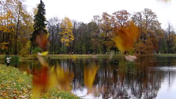 Parque de otoño, lago y hojas amarillas cayendo de cerca — Vídeo de stock