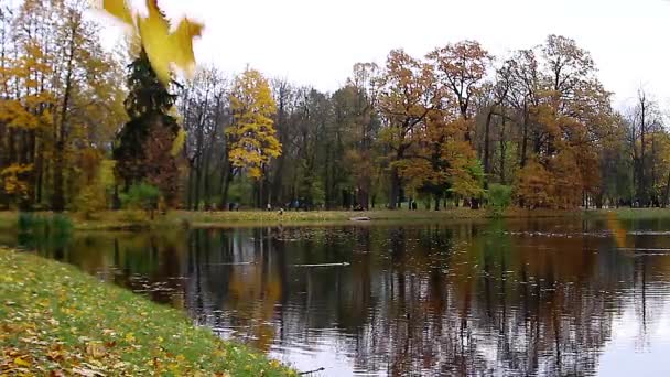 Fallende gelbe Blätter im Herbst aus nächster Nähe in einem Park mit einem See, in dem Enten schwimmen und Menschen spazieren gehen — Stockvideo