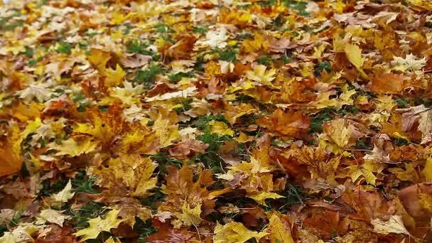 一名男子走过秋天的林间空地与说谎黄色枫叶，踢 （在公园散步） — 图库视频影像