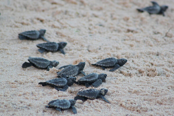 Newborn baby turtles on their way to the sea