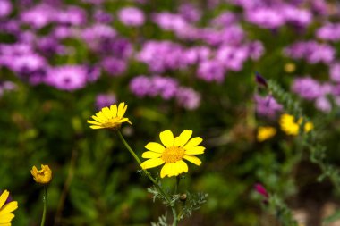 Güney İspanya 'da güneşin altında bol miktarda çiçek var.