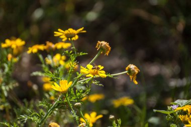 Güney İspanya 'da güneşin altında bol miktarda çiçek var.