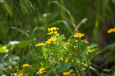 Güney İspanya 'da güneşin altında bol miktarda çiçek var.