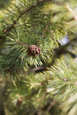 Köknar ağacı dalında kahverengi koni