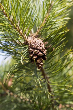 Köknar ağacı dalında kahverengi koni