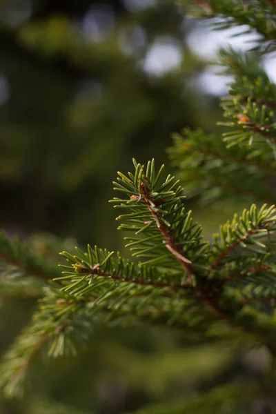 Schnee Baum Grün Neues Jahr — Stockfoto