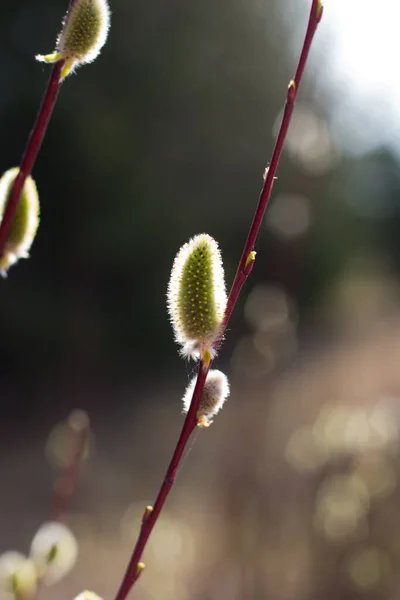 Ramo Primavera Salgueiro Luz Solar — Fotografia de Stock