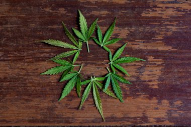 Bir marihuana bitkisinin yeşil yaprakları ahşap, kahverengi ve kırsal arka planda bir daireye yerleştirilmiş.