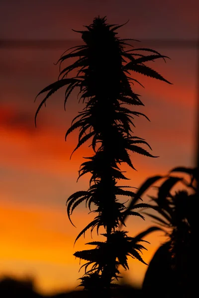 Silhouet Van Een Legale Cbd Knoppen Van Marihuana Plant Met — Stockfoto