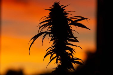 Arka planda gün batımında güzel turuncu gökyüzü olan yasal bir CBD marihuana bitkisinin silueti.