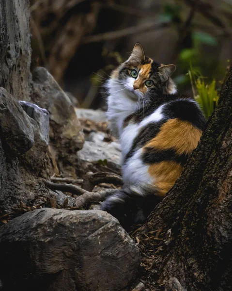 Vacker Katt Skogen Pälsen Vit Svart Och Orange Ögonen Gröna — Stockfoto