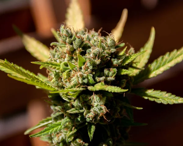 Groene Knop Van Marihuana Een Zonnige Dag Legale Lichte Marihuana — Stockfoto