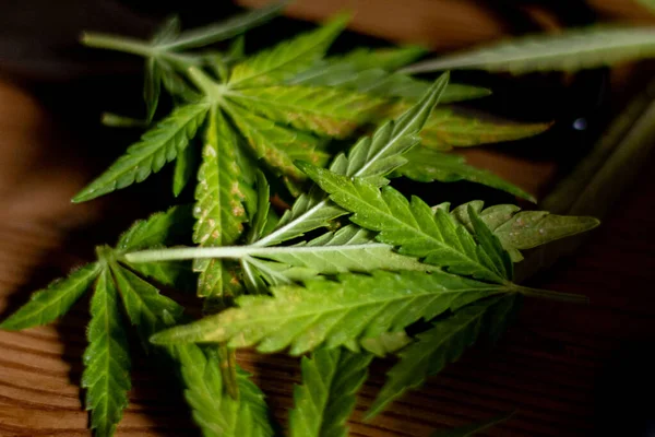 Groene Bladeren Van Een Marihuana Plant Weggegooid Een Bruine Houten — Stockfoto