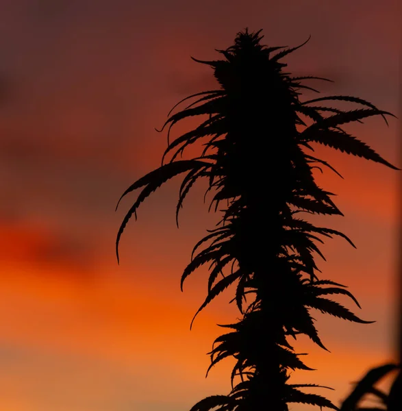 Silhouet Van Een Legale Cbd Knoppen Van Marihuana Plant Met — Stockfoto