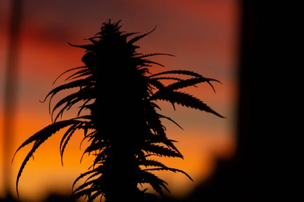 Silhouet Van Een Legale Cbd Knoppen Van Marihuana Plant Met — Stockfoto