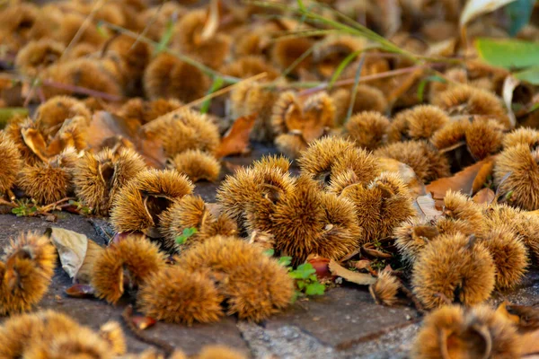 Castagne Sgusciate Primo Piano Conchiglie Sono Colore Marrone Spinose Fotografato — Foto Stock