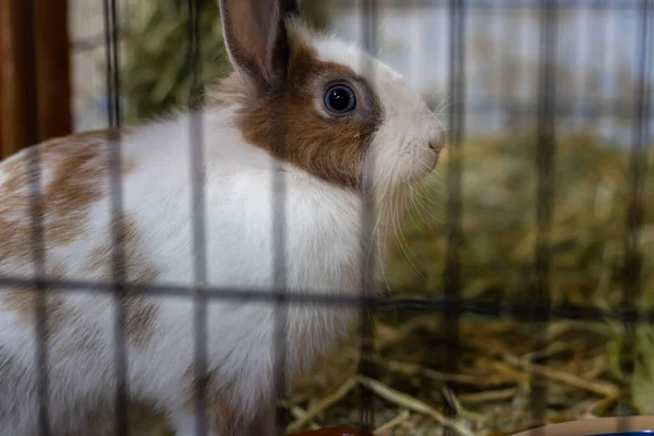 White and brown rabbit in an animal shelter is inside the hutch. The background is a brown blurred straw