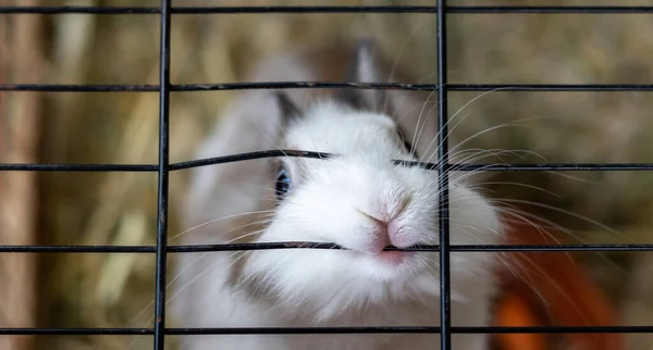 White Brown Rabbit Animal Shelter Hutch Biting Cage Background Brown — Stock Photo, Image