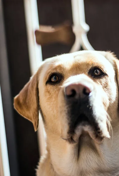 Dog stares at a dog treat