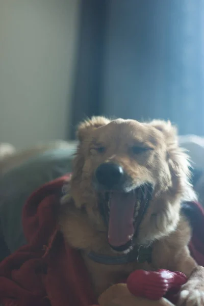 Χασμουρητό Σκυλί Που Βρίσκεται Στον Καναπέ Που Περιβάλλεται Από Μια — Φωτογραφία Αρχείου