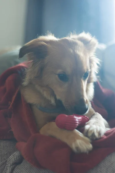 Σκύλος Παίζει Ένα Κόκκινο Πλαστικό Κόκαλο Που Βρίσκεται Στον Καναπέ — Φωτογραφία Αρχείου