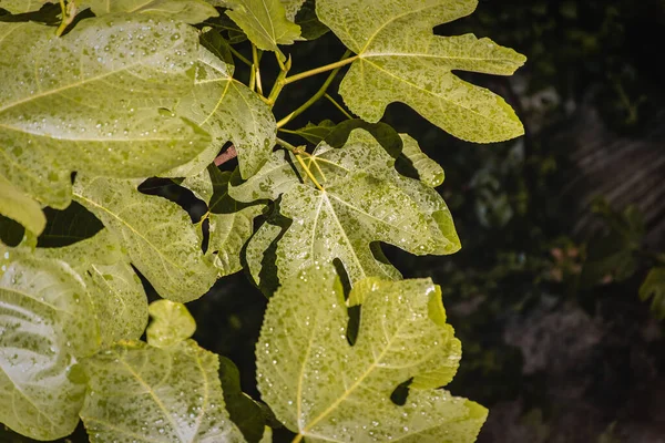 Bahar yağmurundan hemen sonra parlak güneş ışığı altında yağmur damlaları olan büyük yeşil incir yaprakları.