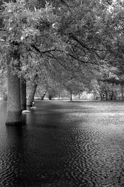 洪水は公園側の森を水で満たす — ストック写真