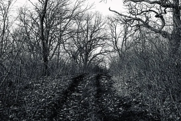 Több csavart faág, melyek sötét ösvényen sziluetteznek. — Stock Fotó
