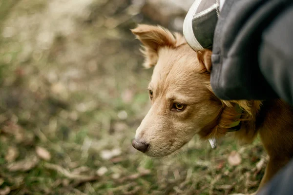 キャンプ場に立っている小さな黄金の犬 — ストック写真