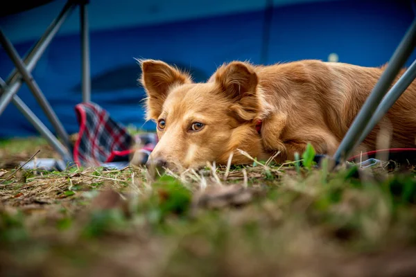 Egy kis arany kutya fekszik a füvön egy táborhelyen. — Stock Fotó