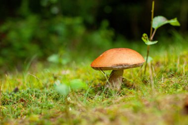 Yosunlu orman zemininde yaban mantarı