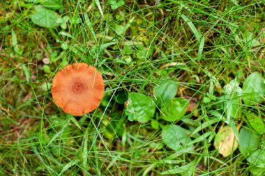 Yosunlu orman zemininde yaban mantarı