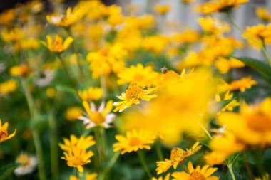 Sarı papatya çiçeklerinden oluşan bir çiçek tarhı