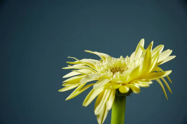 Gelbe Gänseblümchen in Nahaufnahme der Pedale — Stockfoto