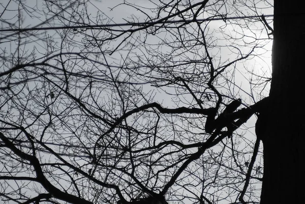 Verschillende gedraaide boomtakken die in silhouetten zijn gegraveerd — Stockfoto