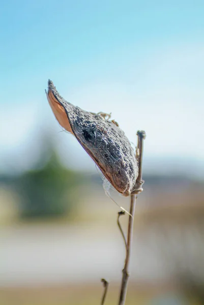 Fecha. de folha seca de planta de milkweed — Fotografia de Stock