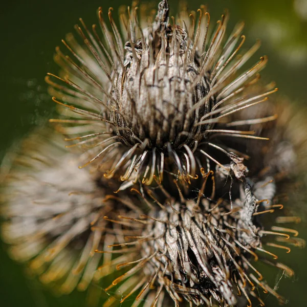 Eine Nahaufnahme einer getrockneten Klettenblüte — Stockfoto