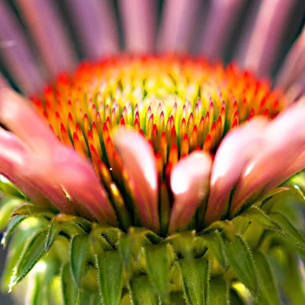 Nahaufnahme eines kleinen rosafarbenen Leuchters im Frühling — Stockfoto