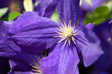 Mor yakın plan klematis çiçeği.