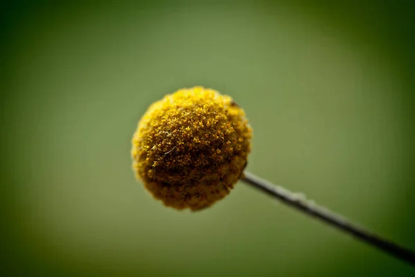 Zbliżenie żółtego dzikiego kwiatu okrągła piłka — Zdjęcie stockowe