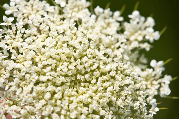 Koningin Annes Kant close-up van witte bloem — Stockfoto