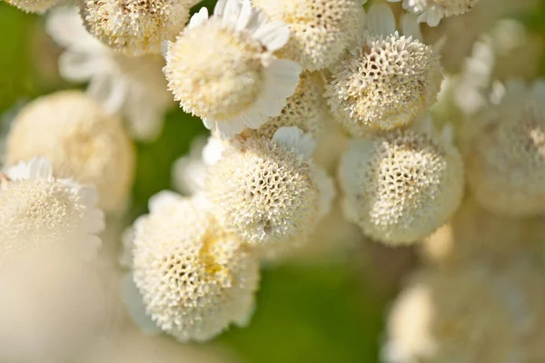 하얀 꽃 다발을 클로즈업 한 모습 — 스톡 사진
