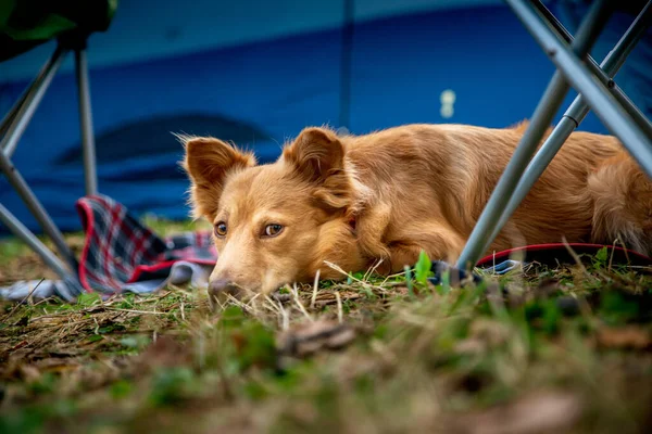 キャンプ場で草の上に寝そべっている小さな黄金の犬 — ストック写真