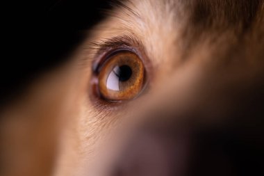 Bir köpek gözü ve göz bebeğini kapat.