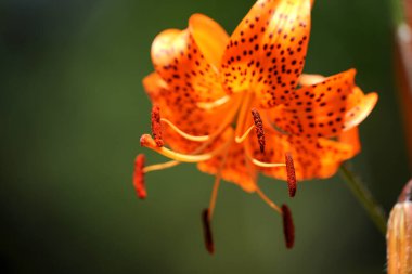 Parlak turuncu bir zambak çiçeğinin yakın çekimi.