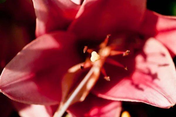 Eine Nahaufnahme einer großen roten Blume — Stockfoto