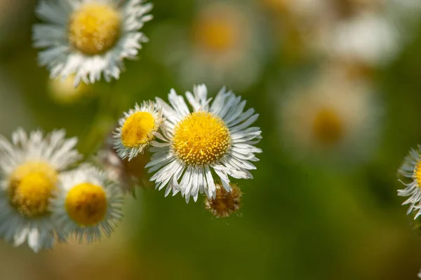 閉じる庭の小さな白い野の花 — ストック写真