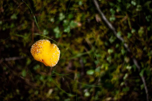 Wilde paddenstoel op de mossige bosbodem — Stockfoto