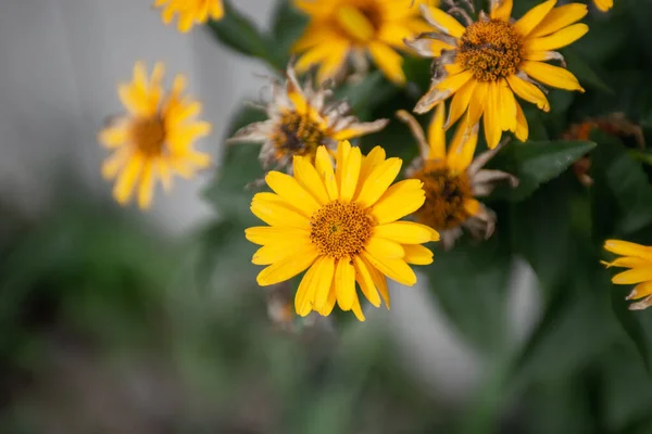 Macizo de flores de flores de margarita amarilla en grupo Fotos de stock libres de derechos